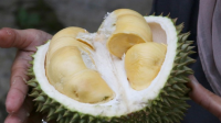 Inilah Fakta Terbaru Seputar Konsumsi Durian bagi Ibu Hamil!