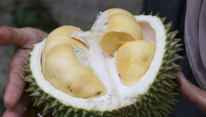 Inilah Fakta Terbaru Seputar Konsumsi Durian bagi Ibu Hamil!