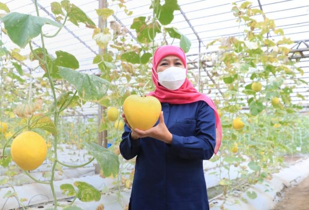 Inovasi Melon Berbentuk Kotak dan Love Sidoarjo, Miliki Daya Tarik
