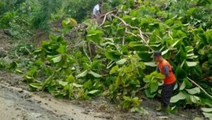 Jalur Lintas Selatan Putus Total Akibat Hujan Deras, Bencana Longsor Landa Kecamatan Panggul