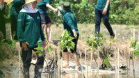 Jawa Timur Pimpin Ranking! Inilah Rahasianya dalam Penanaman Mangrove