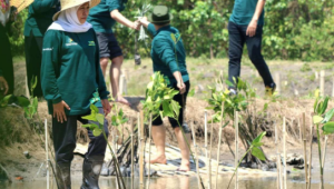 Jawa Timur Pimpin Ranking! Inilah Rahasianya dalam Penanaman Mangrove