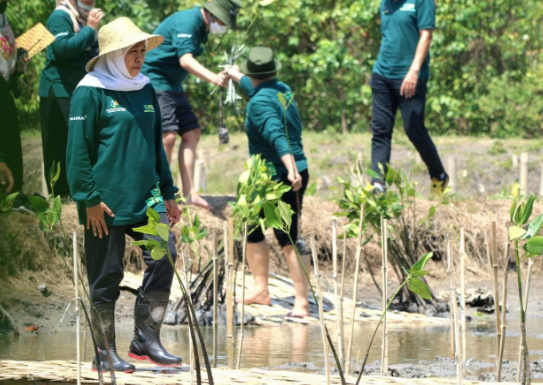 Jawa Timur Pimpin Ranking! Inilah Rahasianya dalam Penanaman Mangrove