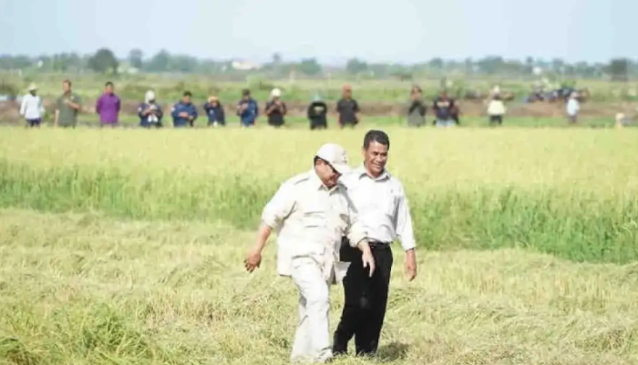 Kabar Baik untuk Petani Harga Gabah dan Jagung Naik Mulai 2025, Pemerintah Siapkan Rp19 Triliun