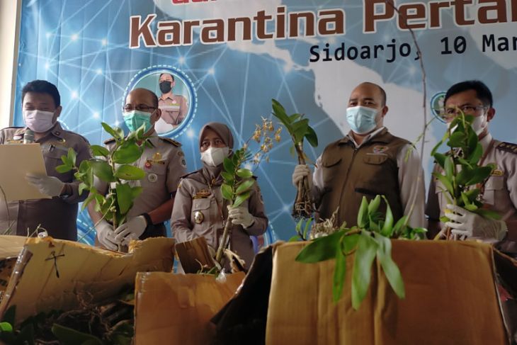 Karantina Pertanian Surabaya sita ratusan bibit anggrek asal Merauke