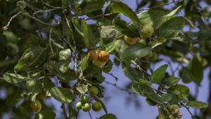 Keindahan Buah Merah dan Manfaat Kesehatan Bidara Arab