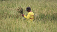 Kekeringan Bikin Panen Raya Tahun Depan Terlambat Satu Bulan!