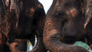 Kemampuan Komunikasi Unik Gajah Sabana Afrika dengan Nama Individu Mereka