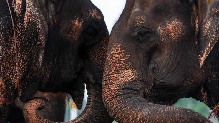 Kemampuan Komunikasi Unik Gajah Sabana Afrika dengan Nama Individu Mereka