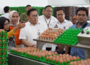 Kementan Bidik Program Makan Bergizi Gratis Jadi Penyelamat Peternak