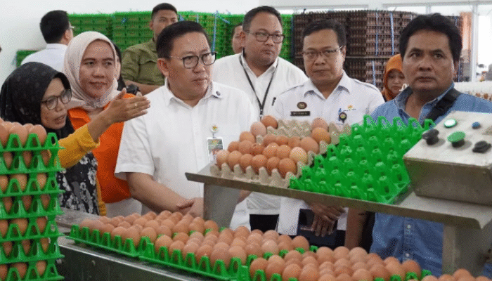 Kementan Bidik Program Makan Bergizi Gratis Jadi Penyelamat Peternak