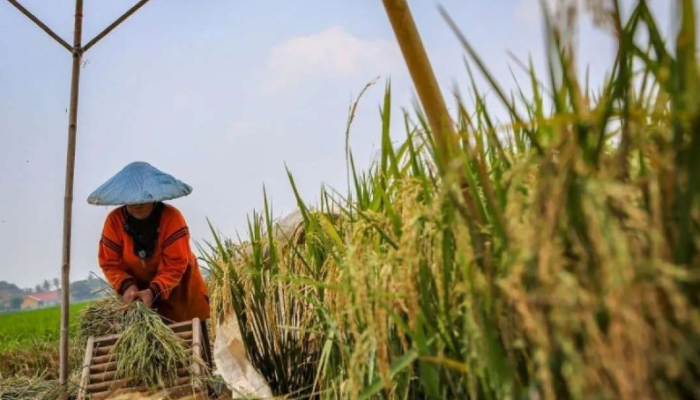 Ketahanan Pangan Indonesia Stabil, Filipina Justru Masuki Krisis