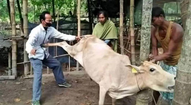 Ketika Sapi Kurban Merenggut Nyawa Seorang Petani di Tanah Datar