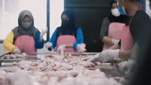 Kisah Sukses Anak Daerah Jadi Bos Ayam! Bangun Usaha Modal 700RB