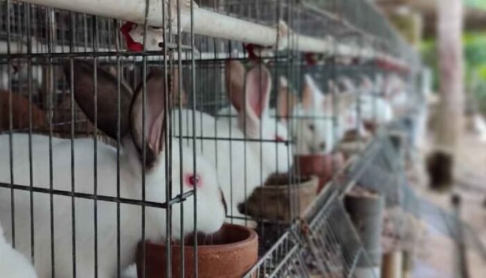 Dari Kandang Sunyi , Lahir Cuan: Kisah Sukses Peternak Kelinci ‘Belis’ yang Merambah Pasar Antar Daerah