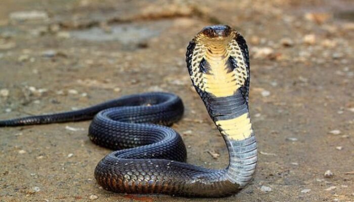 Kisah Tim Friede, Pria yang Jadi Kebal Racun Setelah 200 Gigitan Ular Selama 18 Tahun