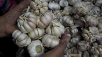 Komisi KPPU Usulkan Harga Acuan Bawang Putih untuk Stabilitas Pasar