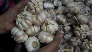 Komisi KPPU Usulkan Harga Acuan Bawang Putih untuk Stabilitas Pasar