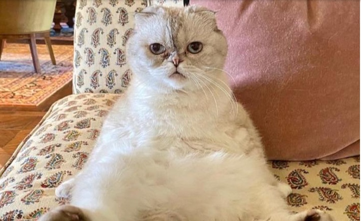 Kucing Taylor Swift dinobatkan jadi kucing terkaya ketiga di dunia