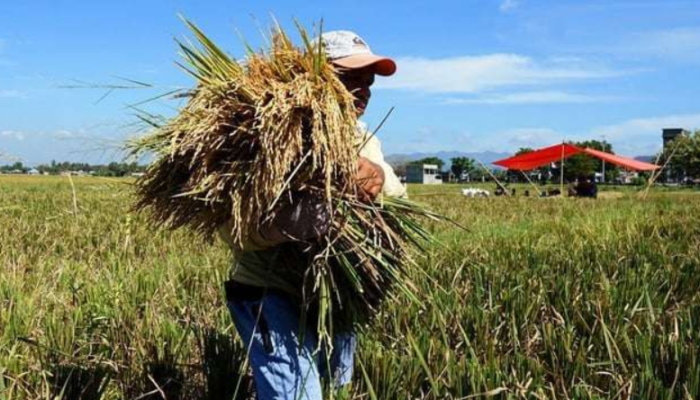 Kurangi Ketergantungan pada Beras! Kementan Dorong Diversifikasi Pangan Demi Swasembada Nasional