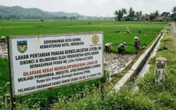 Lahan Pertanian Pangan Kota Kediri Bertambah Guna Dukung Nasional 3 Lahan Pertanian Pangan Kota Kediri Bertambah melalui optimalisasi tanah eks TKD.