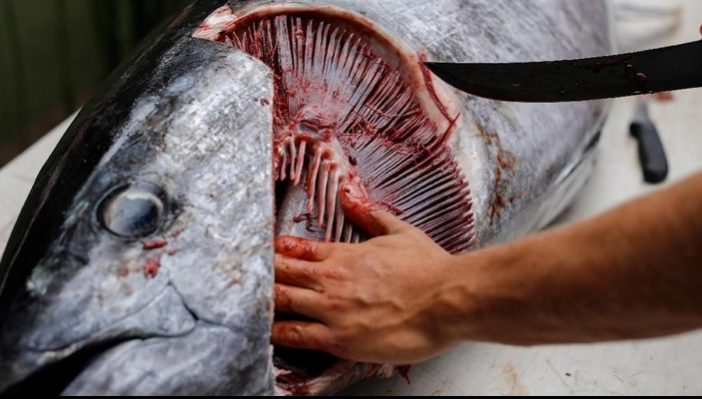 Langkah KKP untuk Kontribusi Gemilang Ekspor Tuna Indonesia pada Tahun 2022
