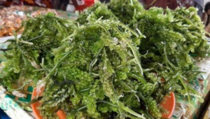 Lat: Kuliner Khas Kepulauan Kei yang Menggoda Selera dan Kaya Akan Nutrisi