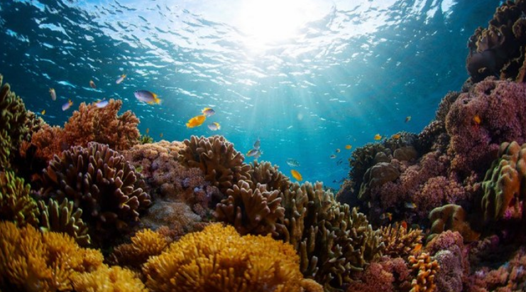 Lautan Dunia Terancam! Krisis Iklim Sebabkan Tiga Ancaman Serius