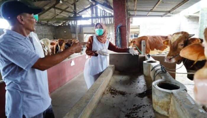 Mas Dhito Jamin, Stok Hewan Kurban di Kabupaten Kediri Melimpah, Kesehatan Terjamin
