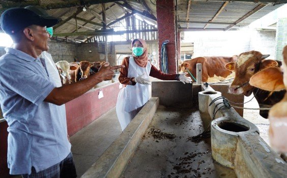 Mas Dhito Jamin, Stok Hewan Kurban di Kabupaten Kediri Melimpah, Kesehatan Terjamin