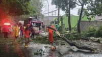 Hujan dan Angin Guyur Kota Malang, Pohon Tumbang Hingga 1 Orang Meninggal