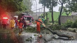 Hujan dan Angin Guyur Kota Malang, Pohon Tumbang Hingga 1 Orang Meninggal