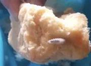 Menu mbg banyuwangi temukan belatung pada lauk tahu goreng