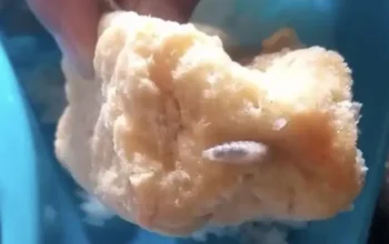 Menu MBG Banyuwangi Temukan Belatung Pada Tahu Goreng