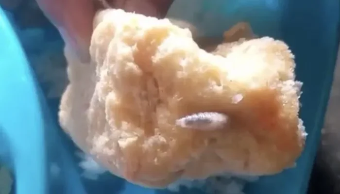 Menu MBG Banyuwangi Temukan Belatung Pada Tahu Goreng