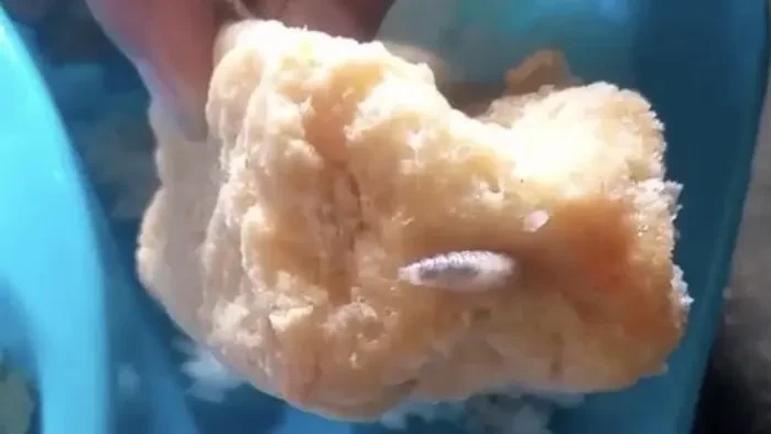 Menu MBG Banyuwangi Temukan Belatung Pada Tahu Goreng 1 Menu mbg banyuwangi temukan belatung pada lauk tahu goreng