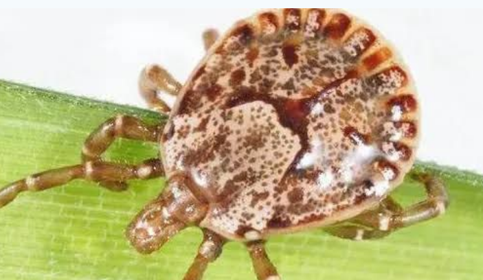 Mitigasi Virus Oz di Indonesia Kemenkes RI Fokus pada Edukasi Sanitasi