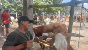 Nur Rohman: Ahli Salon Sapi yang Menyulap Tanduk dan Kuku untuk Menarik Pembeli