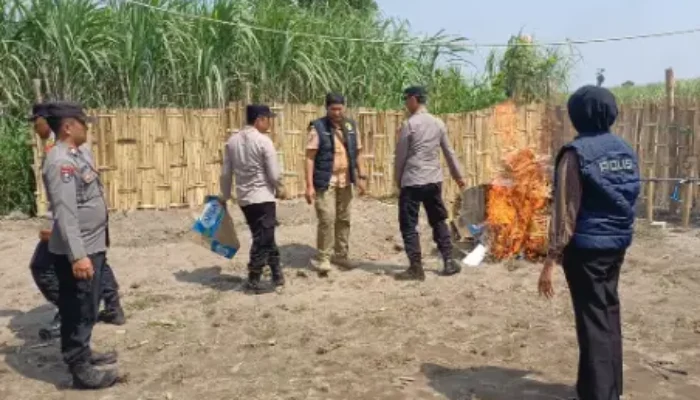 Operasi Diduga Bocor Duluan, Polsek Kandat Hanya Temukan Gelanggang Kosong Sabung Ayam di Ringinsari