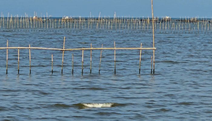 Pakar UGM Bongkar Fakta Tersembunyi Tentang Pagar Laut Tangerang, Ternyata Dibangun Lebih Lama dari yang Dikirakan