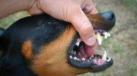 Panduan Pertolongan Pertama untuk Gigitan Hewan Rabies: Kemenkes RI
