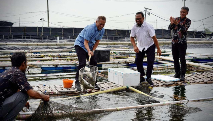 Panen Perdana Kakap Putih di Muaragembong! Koperasi Lokal Dorong Ketahanan Pangan Nasional