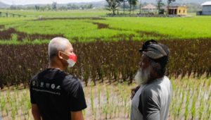 Pari Corek Wajah Ganjar Pranowo di Tengah Sawah Viral