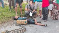 Berburu Ular Sawah Hingga Tewas ,Tubuhnya Dililit Ular Piton Sebesar Paha dengan Panjang 4 Meter