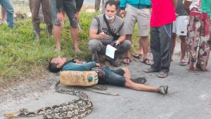 Berburu Ular Sawah Hingga Tewas ,Tubuhnya Dililit Ular Piton Sebesar Paha dengan Panjang 4 Meter