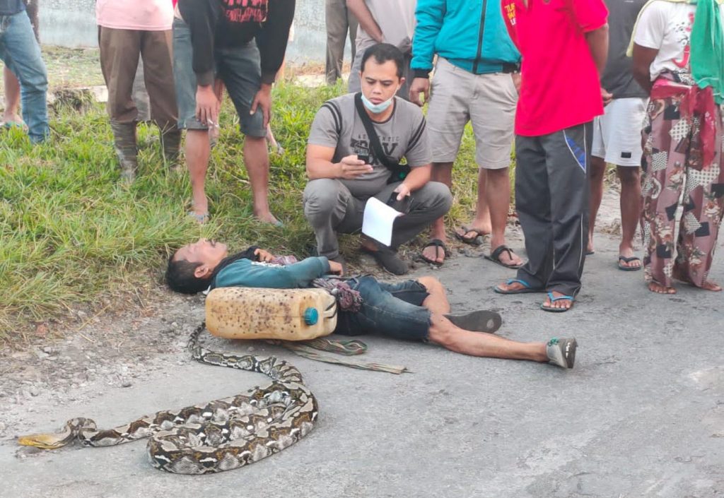 Berburu Ular Sawah Hingga Tewas Setelah Tubuhnya Dililit Ular Piton Sebesar Paha dengan Panjang 4 Meter