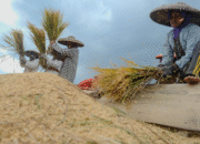 Pemerintah Atur Strategi Serap Panen Petani Besar-besaran