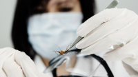 Peneliti China Temukan Cara Alami Atasi Demam Berdarah dan Zika