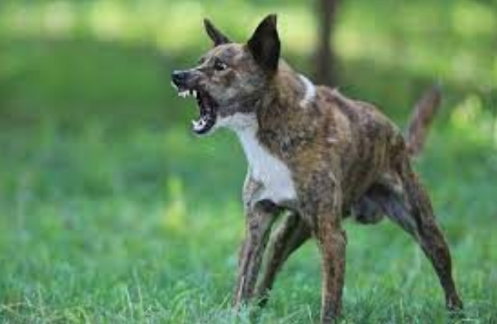 Pentingnya Vaksinasi Hewan Peliharaan untuk Mencegah Penyebaran Rabies di Kota Palangka Raya