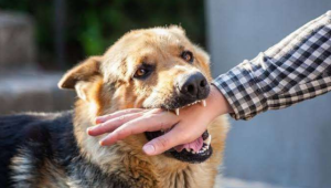 Penyakit Rabies: Gejala, Penularan, dan Pentingnya Penanganan Medis yang Cepat